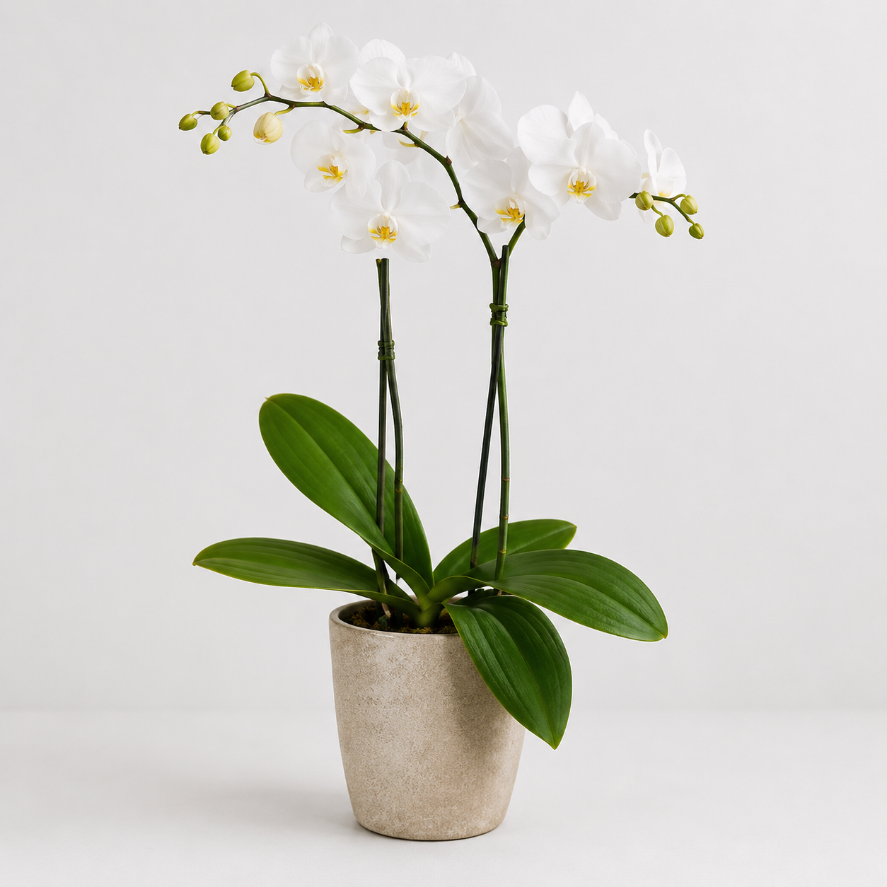Plantas