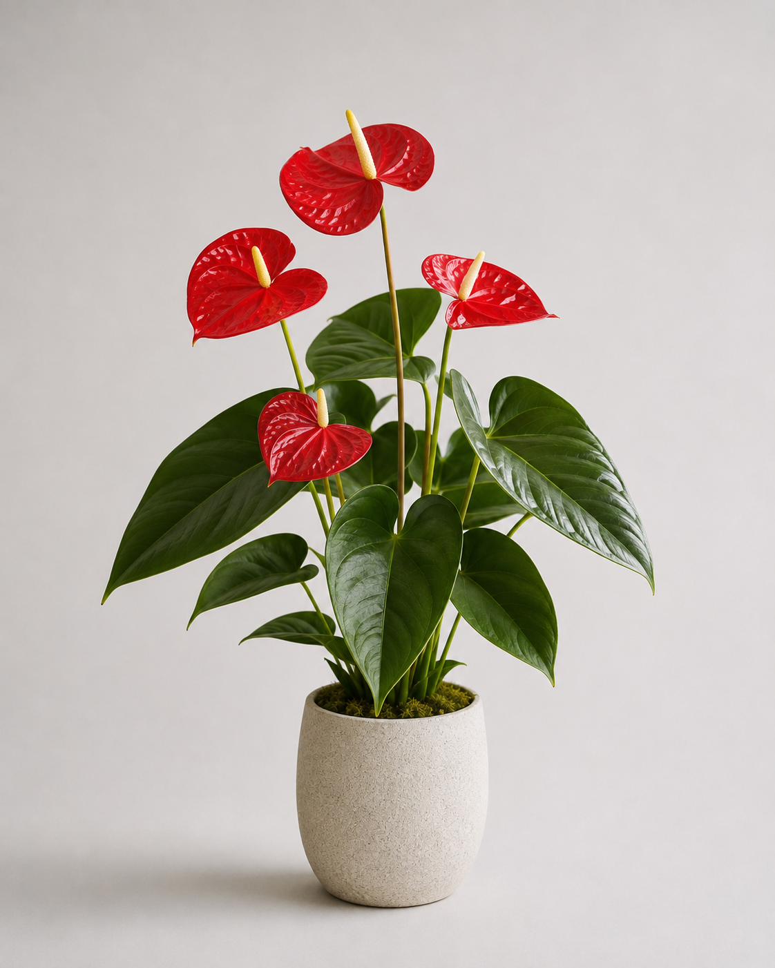 Anthuriums en Oliva