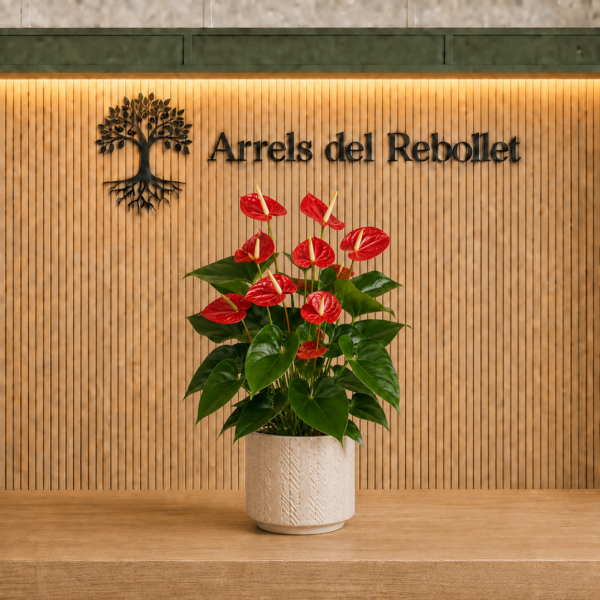 Anthurium