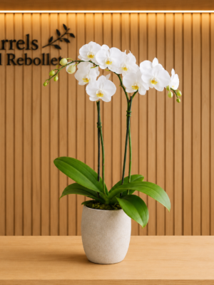 ChatGPT Image 2 sept 2026, 16_08_01 (1) Orquídea Phalaenopsis