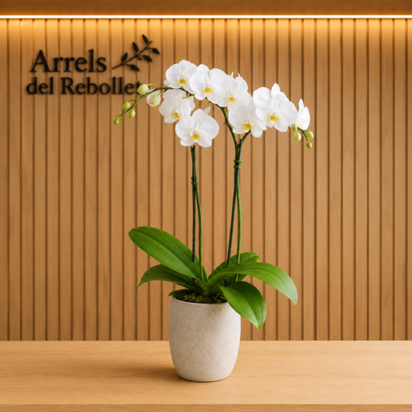 Orquídea Phalaenopsis