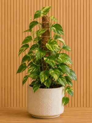 ChatGPT Image 2 sept 2026, 16_32_27 Pothos con tutor