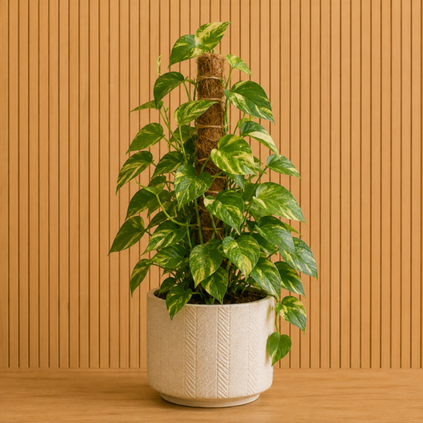 Pothos con tutor