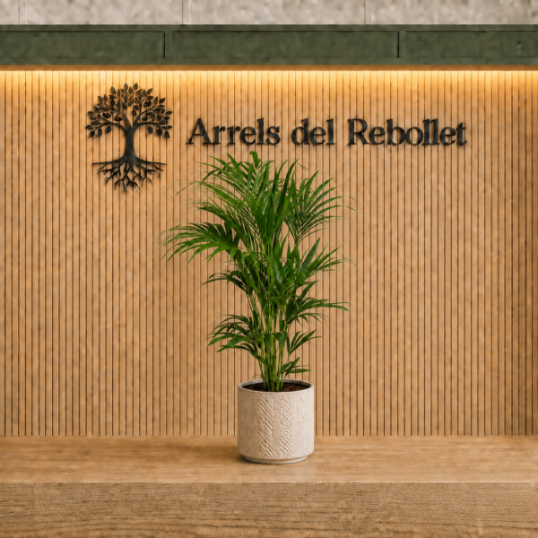 Palmera de interior